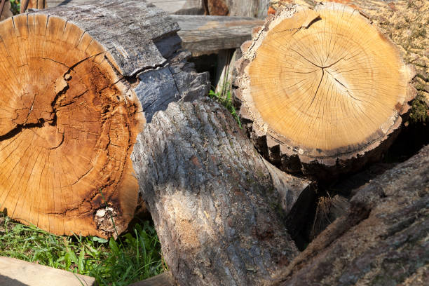 istock Trunk of a sawn wood 850372974