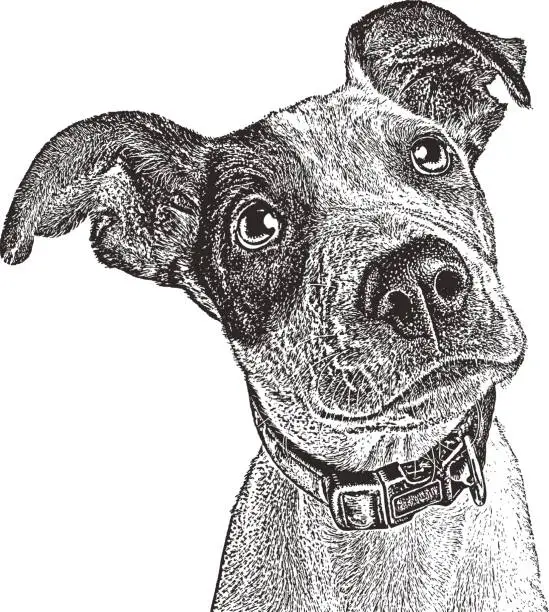 Vector illustration of Pointer mix Puppy rescued from Houston after Hurricane Harvey.