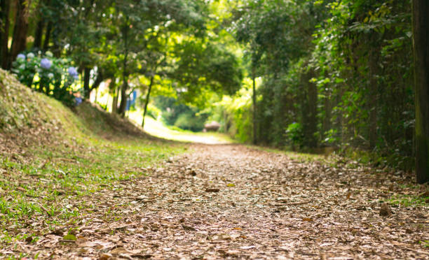 istock Path trough the forest with leaves. Sunny way. Bokeh blurry background 850383510