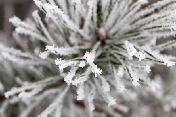 istock Needles in the frost 850383582