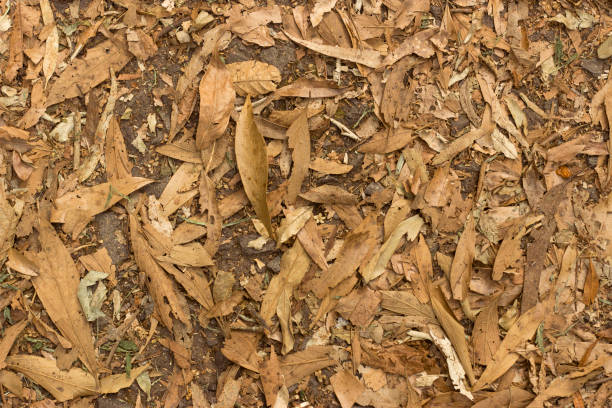 istock Dry leaves on ground. Leaves texture background. 850383920