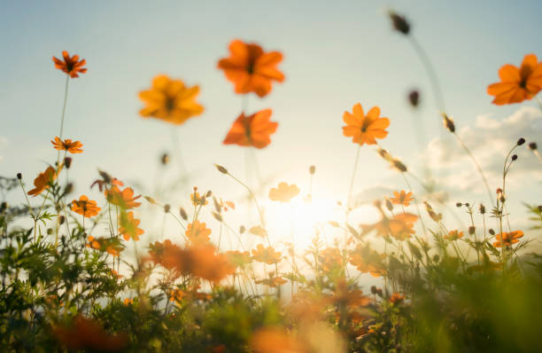 istock Vintage color filter cosmos flower field. 850408764