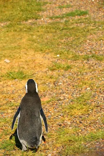 Pinguino de Magallanes in Punta Tombo, Patagonia, Argentina