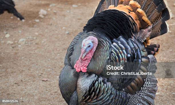 Turkey Stock Photo - Download Image Now - Agriculture, Beard, Bioluminescence