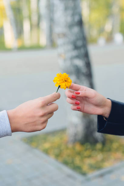 istock flower of tagetes 850414752