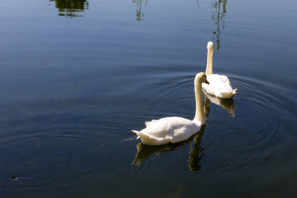 istock Pair of white swans floating on the lake 850415342