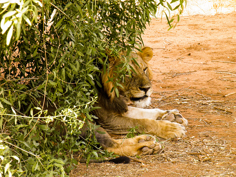 A young lion rests in the shade