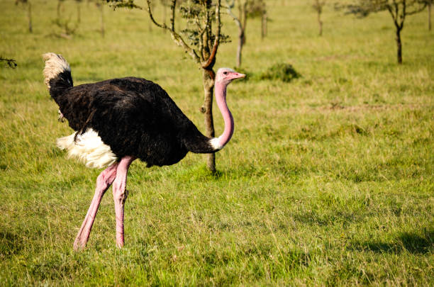 istock A lone ostrich in the wild 850416032