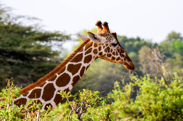 istock A lone giraffe peeks out of trees 850416056
