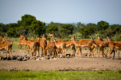 A group of impalas in the wild