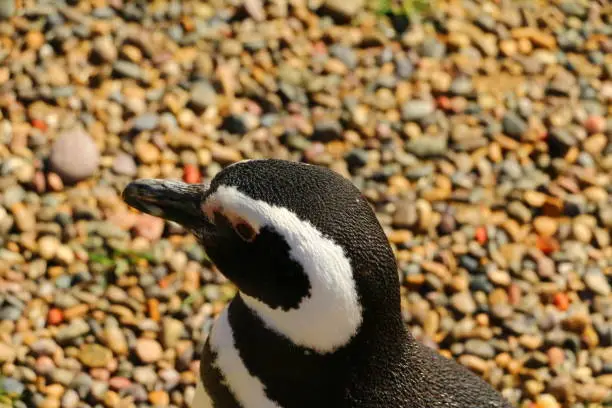 Pinguino de Magallanes in Punta Tombo, Patagonia, Argentina