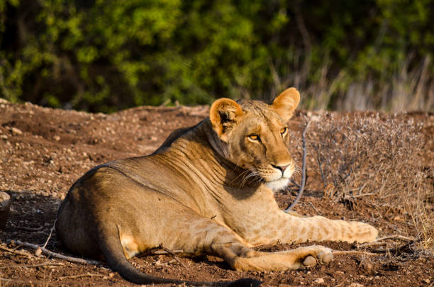 istock A lioness resting in the wild 850416326