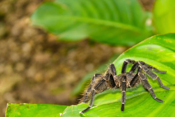 istock Tarantula spider on green leaf. insect spider close. 850418932