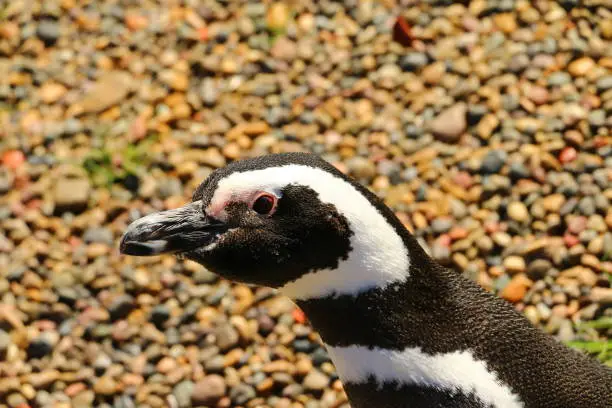 Pinguino de Magallanes in Punta Tombo, Patagonia, Argentina