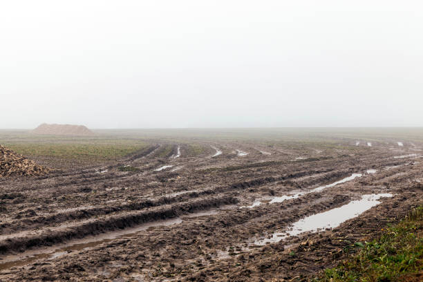 урожай сахарной свеклы - mud dirt road road dirt стоковые фото и изображения
