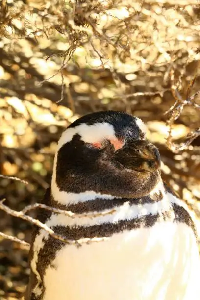 Pinguino de Magallanes in Punta Tombo, Patagonia, Argentina