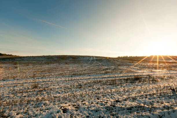 after snowfall - corn snow field winter imagens e fotografias de stock