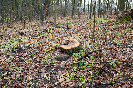 tree stump in the woods in the autumn season. On the ground is dry foliage.