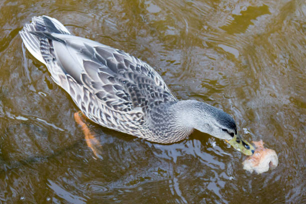 Female mallard ducks in Eagle River, Wisconsin