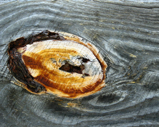 istock brown wood knot in a natural gray board 850429538