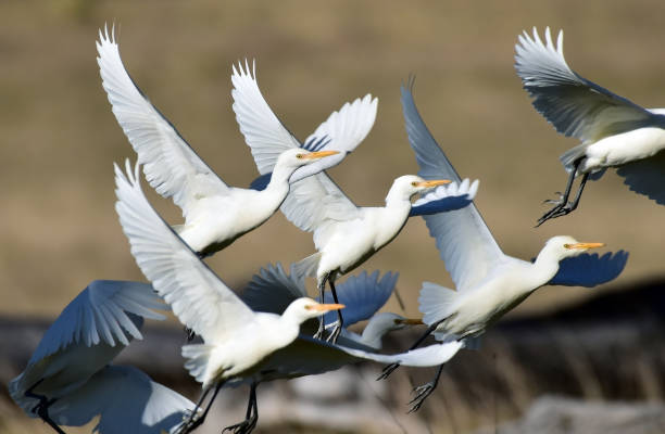 Synchronised take-off stock photo
