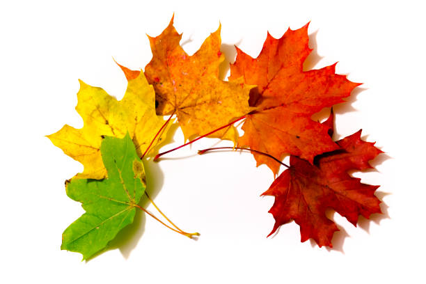 Maple tree leaves of different colors laid out horizontally