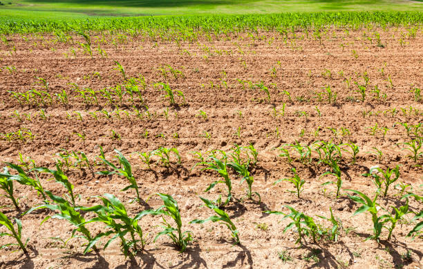 젊은 버처 콘 - corn crop irrigation equipment agriculture leaf 뉴스 사진 이미지