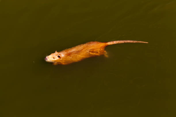 photo of a small lake made close-up. The water is dirty