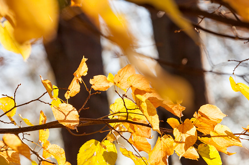 last yellow leaves of common linden are on the branches of a tree in autumn