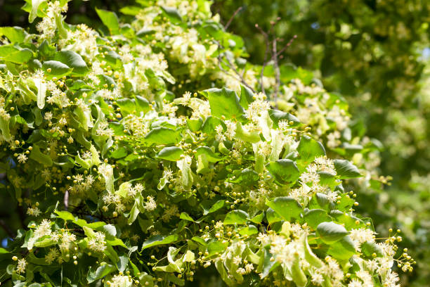 istock Spring time of the year 850460380