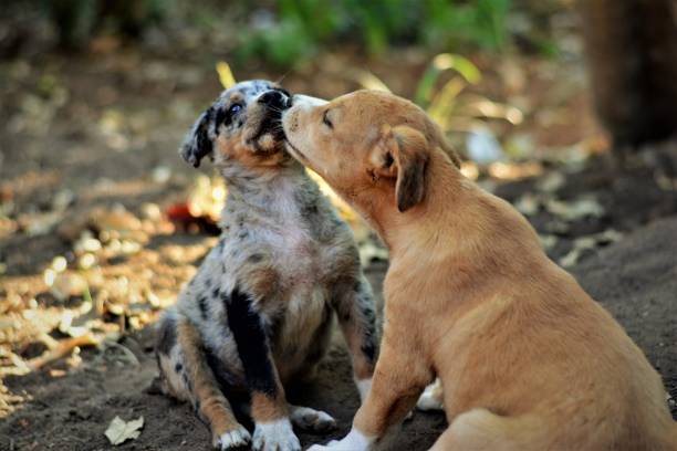 istock puppies for dogs playing in the yard 850471002