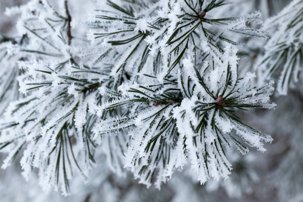 istock Snow drifts in winter 850471526