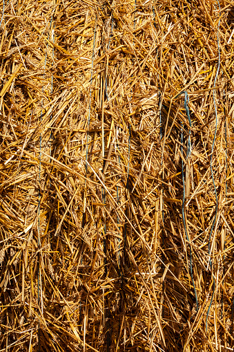 The blue string of which was tied with straw after harvesting wheat close-up photo