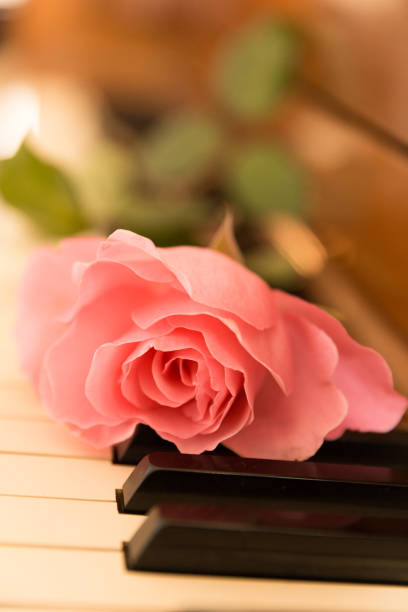 Beautiful rose on piano keyboard with glowing bokeh background. Shallow DOF.