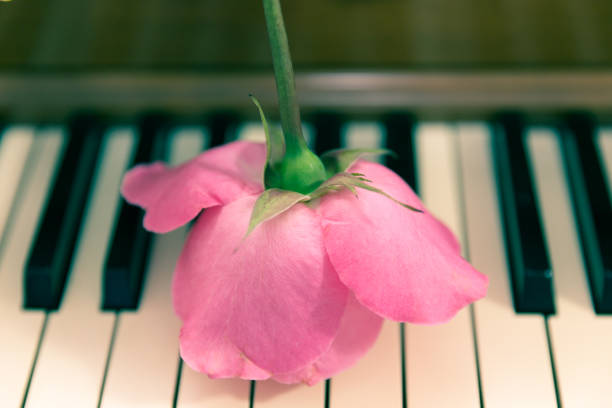 istock Pink roses on a wooden old piano 850474642
