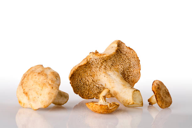 Wild Hedgehog Mushrooms Wild hedgehog  mushrooms (also known as sweet tooth mushrooms) shot on a white background. hedgehog mushroom stock pictures, royalty-free photos & images