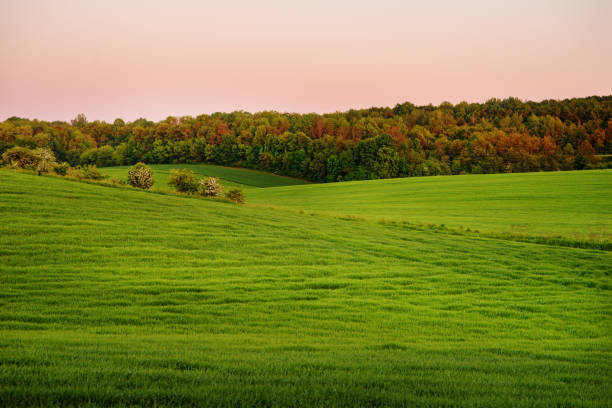 istock A green field, and a small forest under a blue sky 850480868