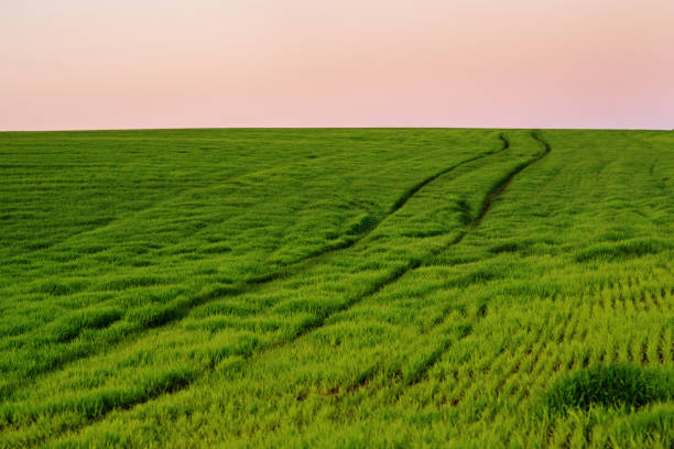 Wheat field in the summer