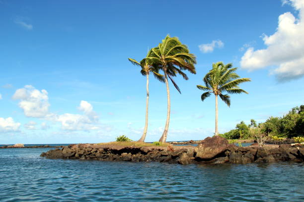 istock Palm trees in Fiji 850481004