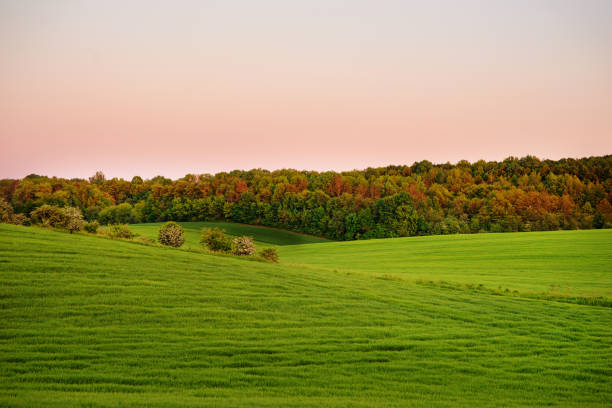 istock A green field, and a small forest under a blue sky 850481046