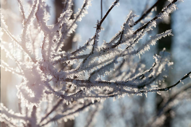 istock Hoarfrost on the branches of a tree 850481246