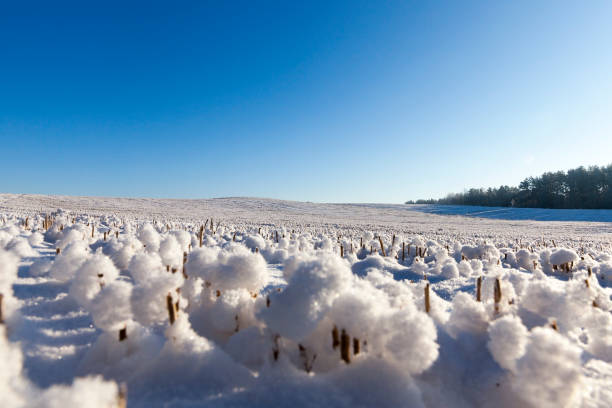 Snow covered field the field on which the wheat harvest was harvested and on the sharp stems lie the snowballs. Crystals of ice are visible. Photo taken with blue sky in the background winter rye stock pictures, royalty-free photos & images