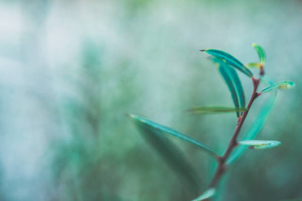 istock Green nature background with copy space and leaves 850502588