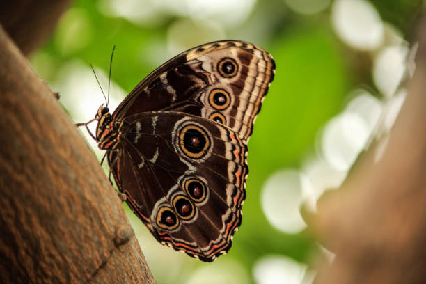 Closed Wing Blue Morpho Butterfly Stock Photo - Download Image Now