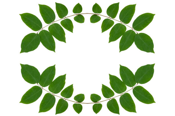 Green leaves wreath isolated on white background with copy space