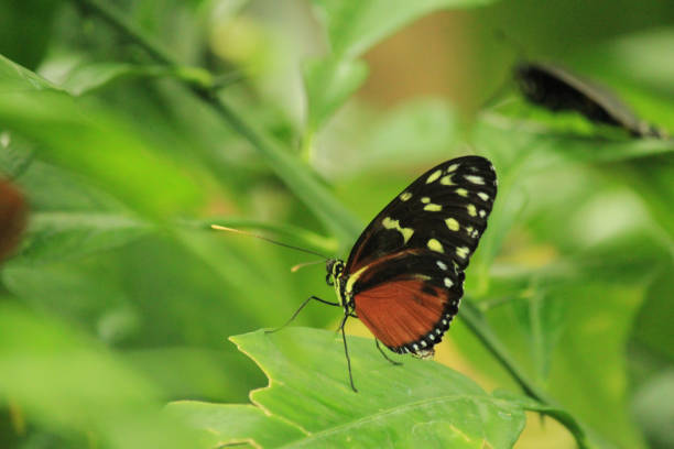 istock Golden Helicon butterfly 850512458