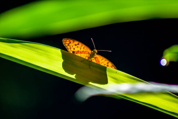 butterfly on a long leaf - long leaf grass blade of grass imagens e fotografias de stock