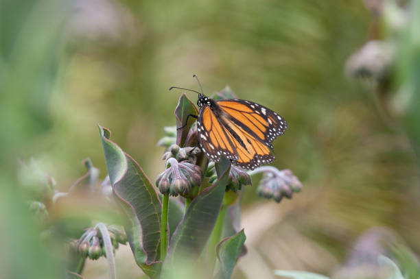 istock Monarch Butterfly Pollinating Fresh Flower Buds, Wings Spread 850512974