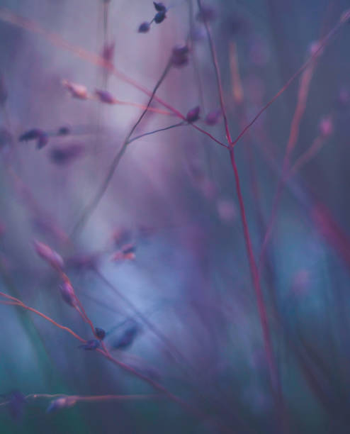 istock Dark toned background image of wispy grasses at night 850556328