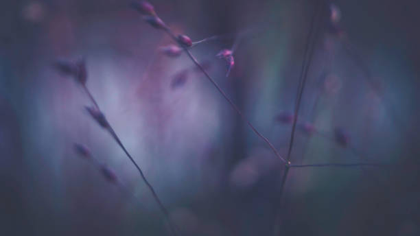 Dark toned background image of wispy grasses at night